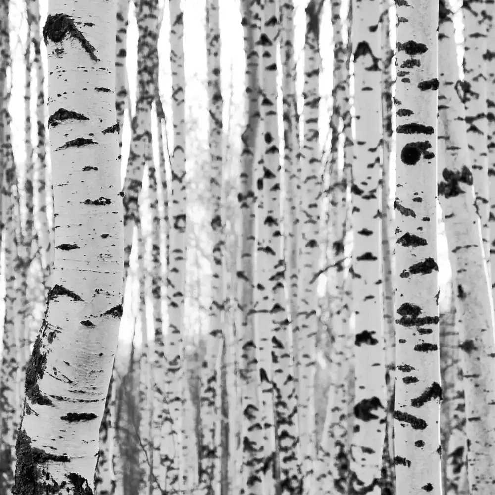 Birch bark in close-up, the raw material of Autentica Fibra di Legno Beltrami