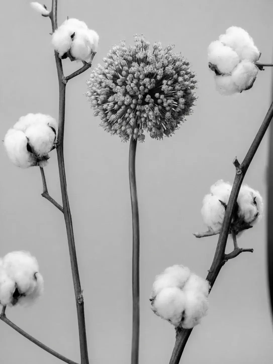 Raw cotton fiber