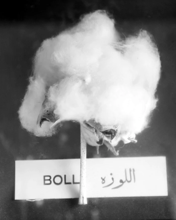 Open boll of Giza 94 Egyptian Mako cotton