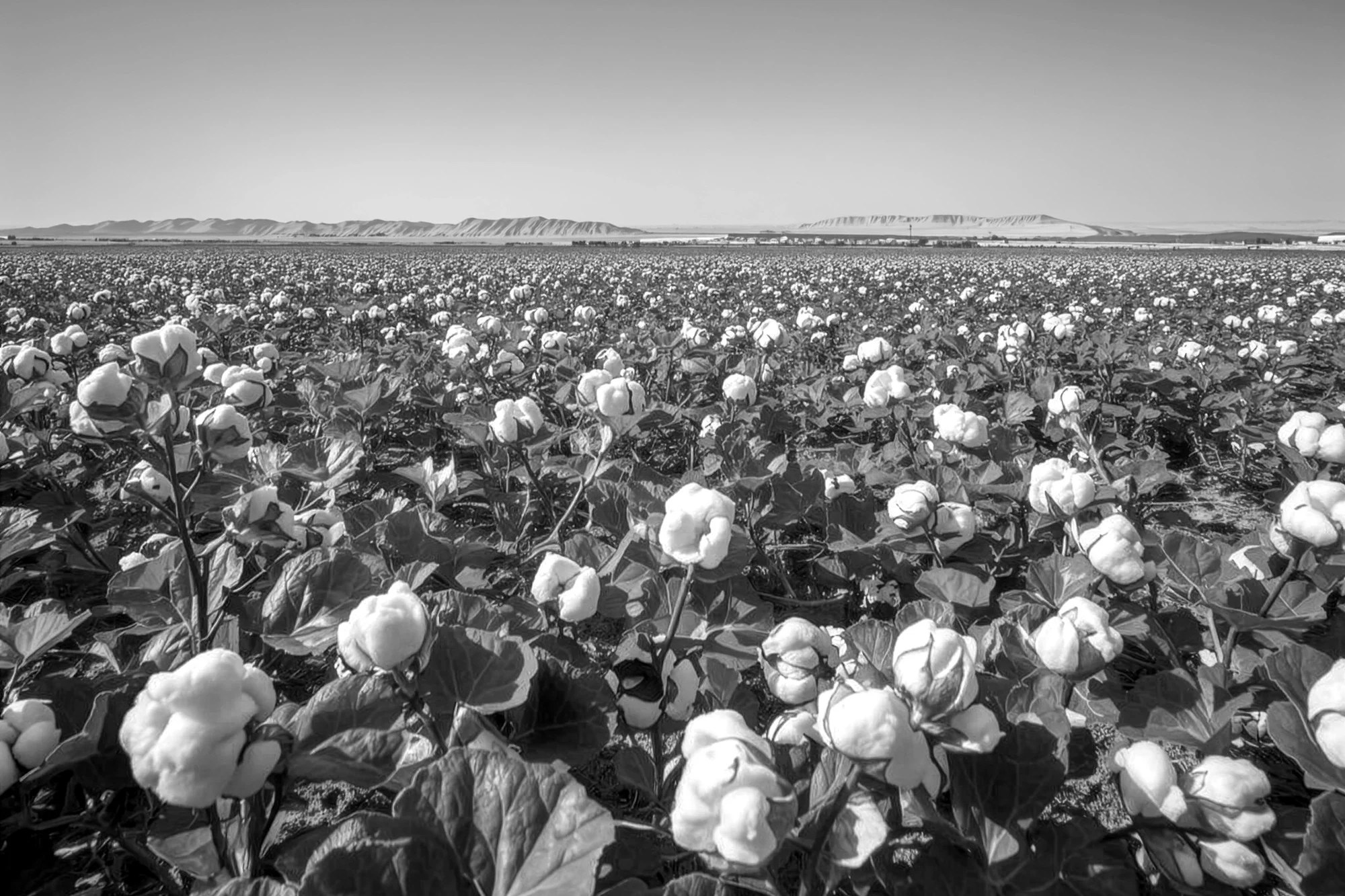 Giza 94 cotton boll opening in the field